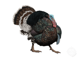 Merriam's Turkey